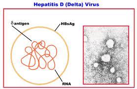 Hepatit D Virüs HBV ye gereksinim duyan