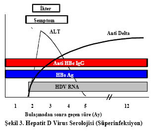 Süperinfeksiyon Süperinfeksiyonda HDV Ag ve HDV RNA