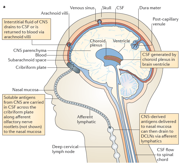 MSS de Afferent Drenaj MSS nin interstisyel sıvısı BOS a akar ya da araknoid villiden kana döner BOS choroid plexus da üretilir MSS çözünür antijenleri BOS ile olfaktoriyel sinir afferentleri
