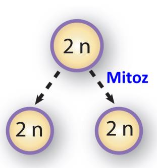 MİTOZ BÖLÜNME NEDİR: Hücrenin ikiye bölünmesi KAÇ HÜCRE OLUŞUR: 2 KİM YAPAR: Tüm hücreler (Sinir hücresi, Beyin hücresi, Retina hücresi, Çizgili kas hücresi, olgun Alyuvar hücresi HARİÇ!