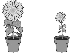 SORU 35 Elif ve Gonca aynı ayçiçeği bitkisinden tohum alıyorlar. Aynı tür iki saksı alıp her ikisini de toprakla dolduruyorlar. Saksılara tohumları ekiyorlar.