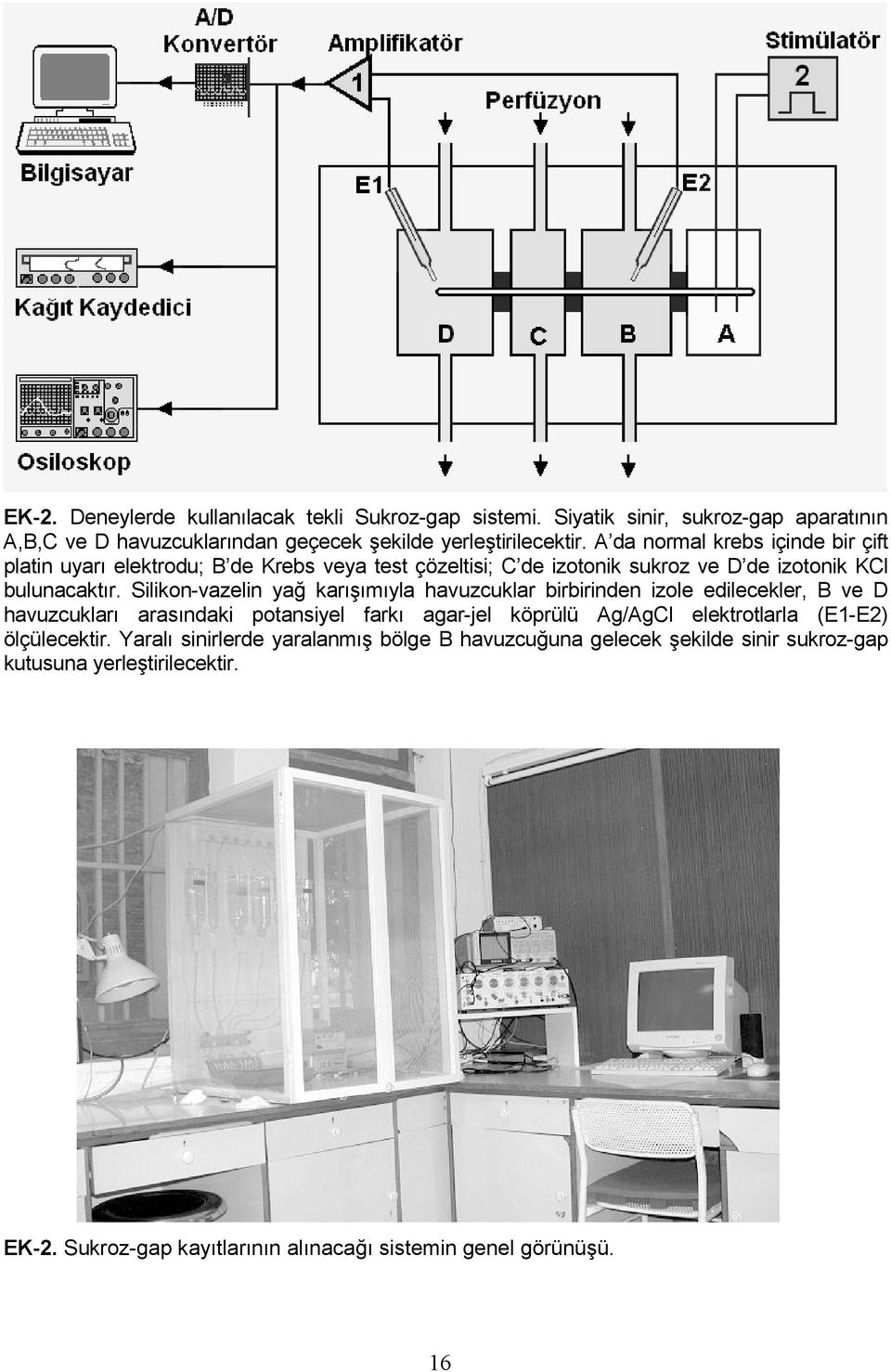 Silikon-vazelin yağ karışımıyla havuzcuklar birbirinden izole edilecekler, B ve D havuzcukları arasındaki potansiyel farkı agar-jel köprülü Ag/AgCl elektrotlarla