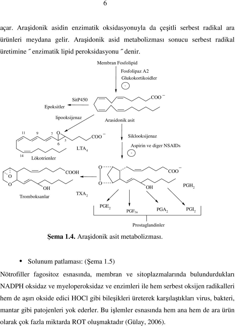 Epoksitler SitP450 Membran Fosfolipid Fosfolipaz A2 Glukokortikoidler - _ COO lipooksijenaz Arasidonik asit O O 11 14 9 7 O 6 Lökotrienler OH 5 LTA 4 COOH _ COO O O Siklooksijenaz Aspirin ve diger