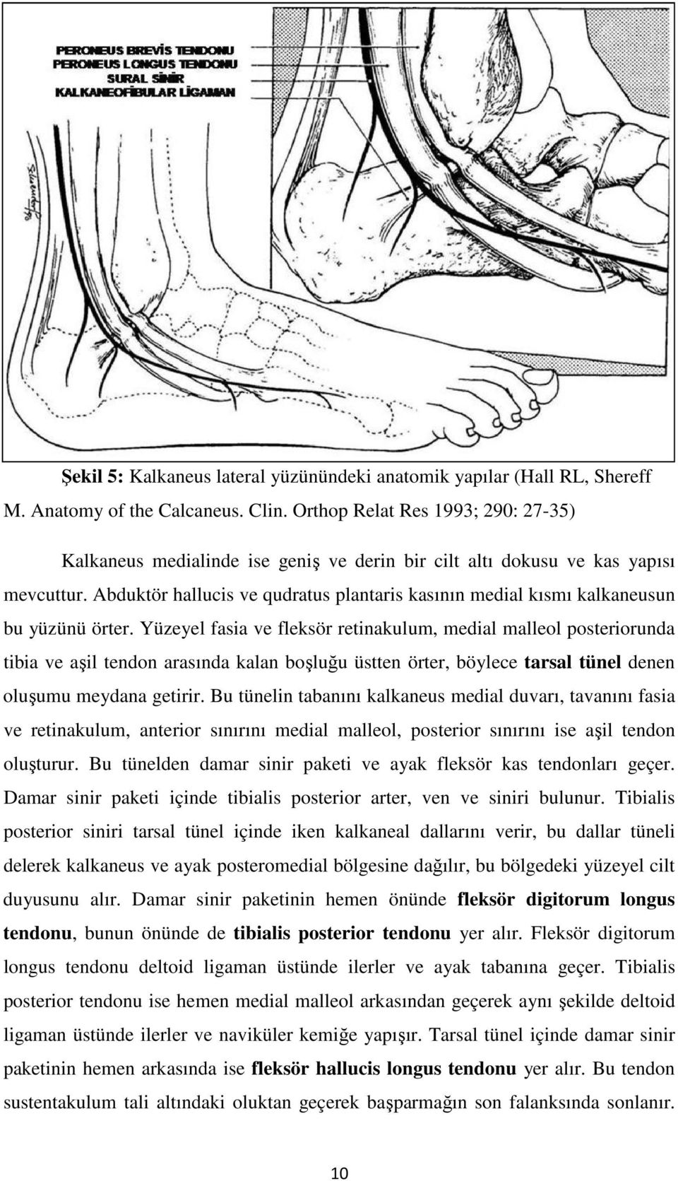 Abduktör hallucis ve qudratus plantaris kasının medial kısmı kalkaneusun bu yüzünü örter.