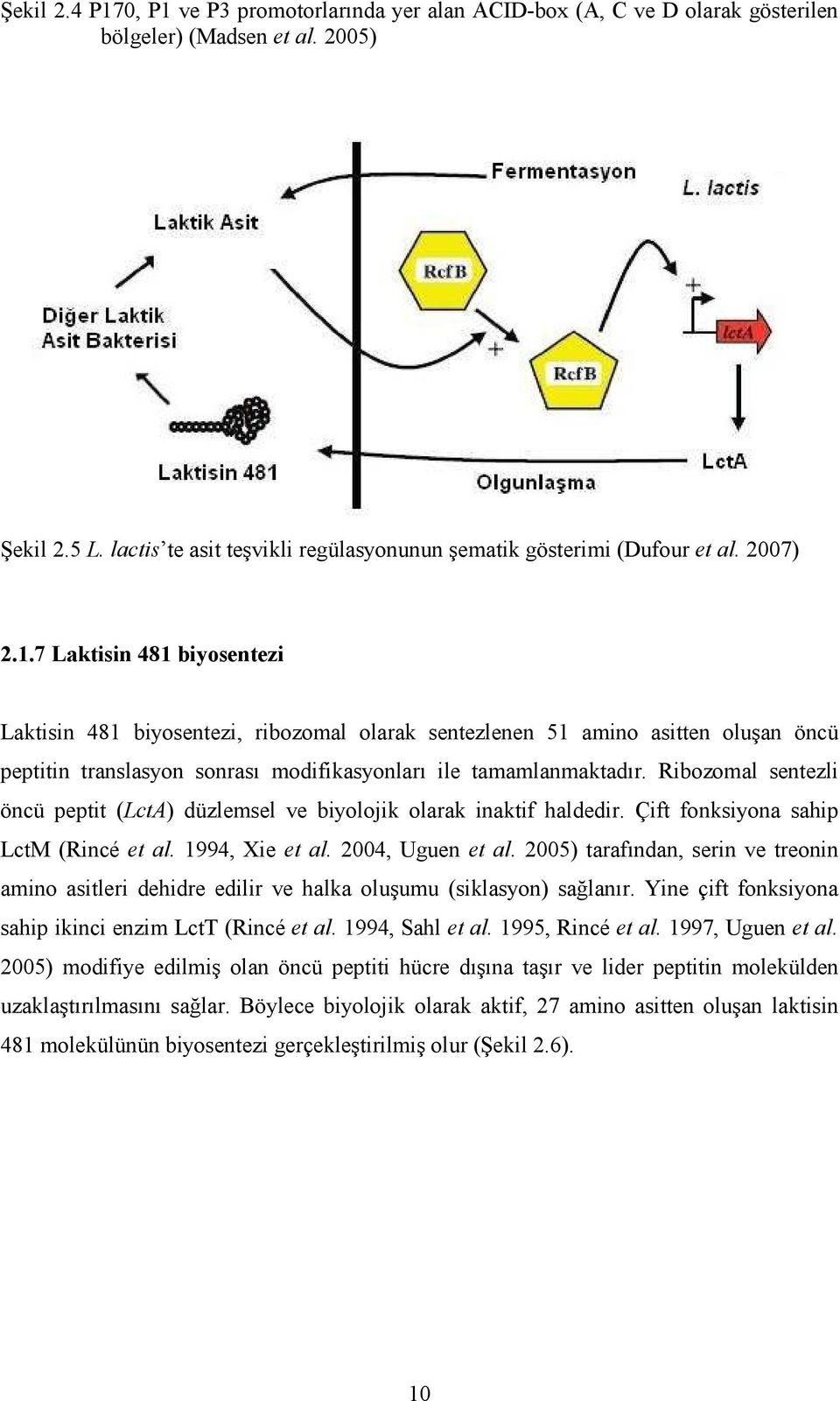 7 Laktisin 481 biyosentezi Laktisin 481 biyosentezi, ribozomal olarak sentezlenen 51 amino asitten oluşan öncü peptitin translasyon sonrası modifikasyonları ile tamamlanmaktadır.