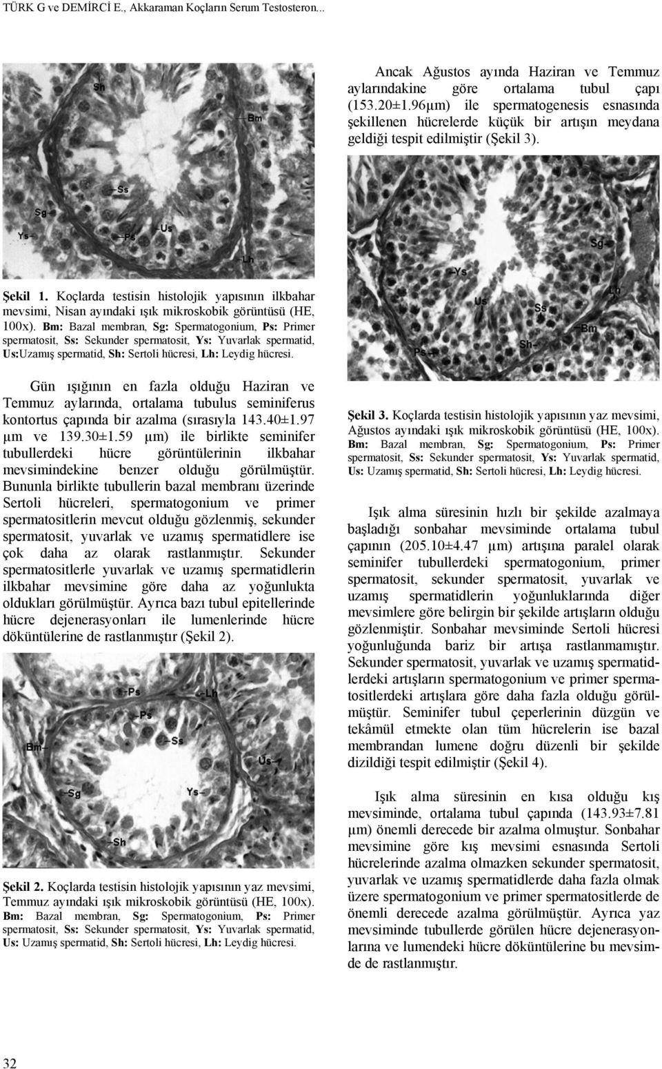 Koçlarda testisin histolojik yapısının ilkbahar mevsimi, Nisan ayındaki ışık mikroskobik görüntüsü (HE, 100x).