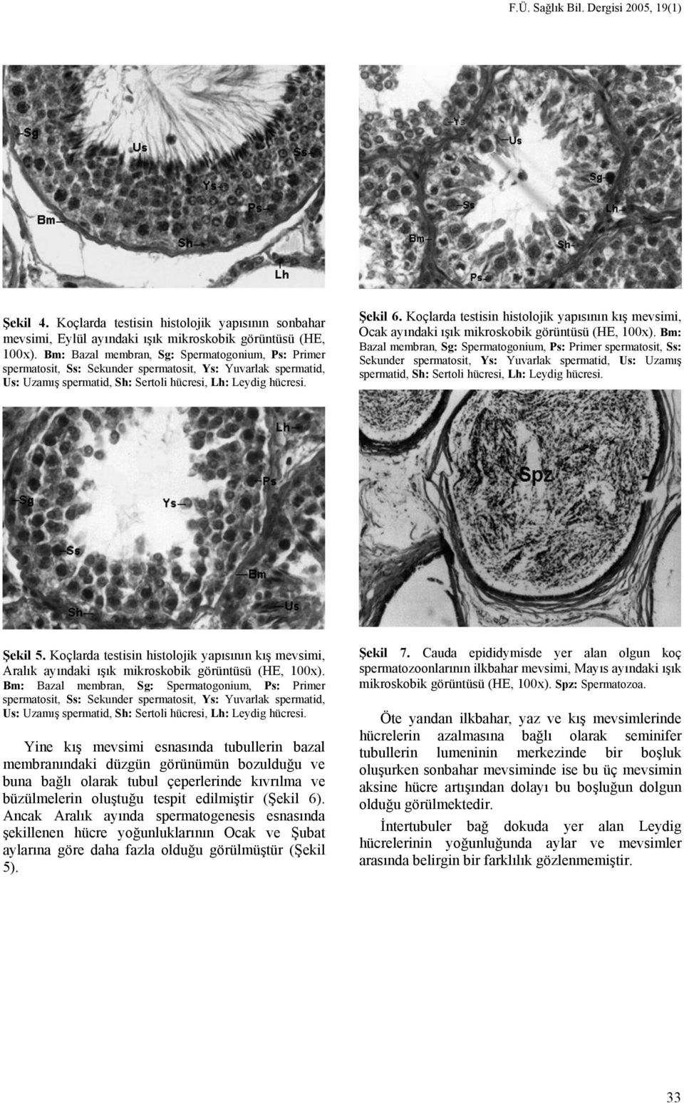 Koçlarda testisin histolojik yapısının kış mevsimi, Ocak ayındaki ışık mikroskobik görüntüsü (HE, 100x).