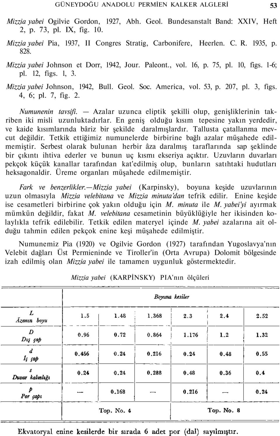 Mizzia yabei Johnson, 1942, Bull. Geol. Soc. America, vol. 53, p. 207, pl. 3, figs. 4, 6; pl. 7, fig. 2. Numunenin tavsifi.
