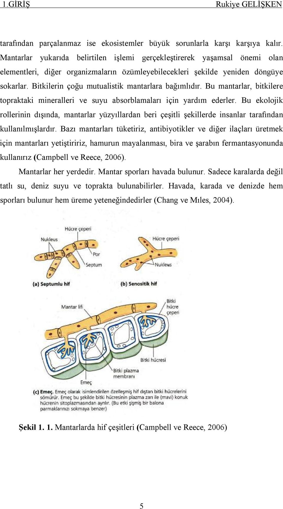 Bitkilerin çoğu mutualistik mantarlara bağımlıdır. Bu mantarlar, bitkilere topraktaki mineralleri ve suyu absorblamaları için yardım ederler.