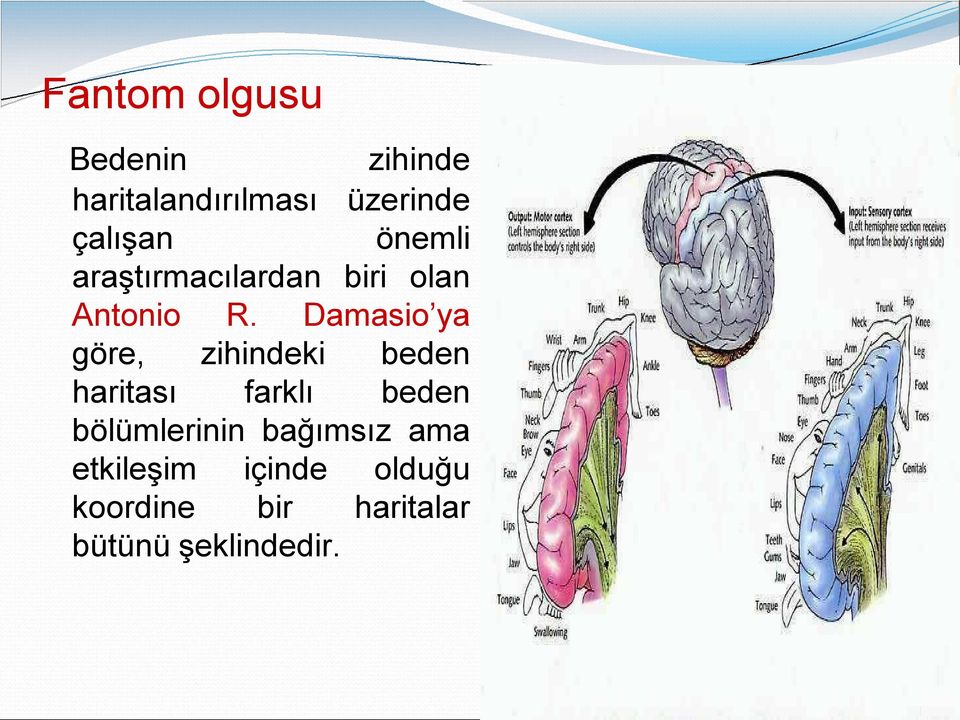 Damasio ya göre, zihindeki beden haritası farklı beden