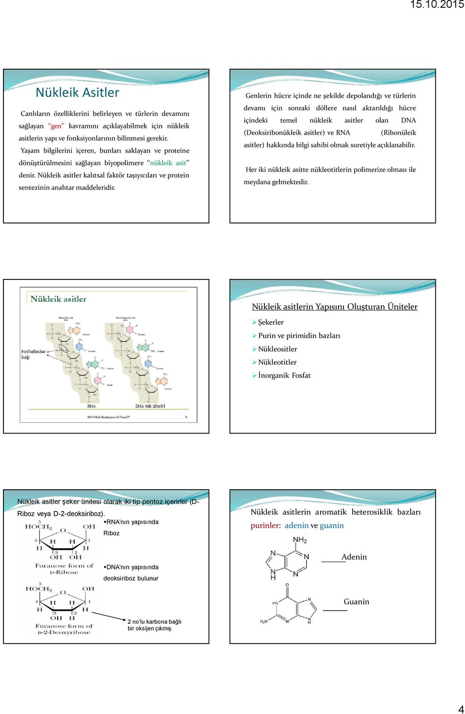 Nükleik asitler kalıtsal faktör taşıyıcıları ve protein sentezinin anahtar maddeleridir.