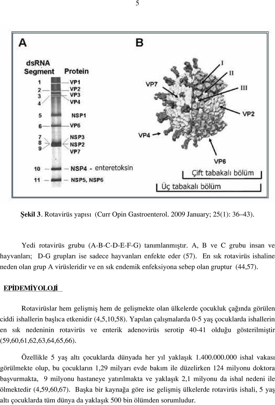 En s k rotavirüs ishaline neden olan grup A virüsleridir ve en s k endemik enfeksiyona sebep olan gruptur (44,57).