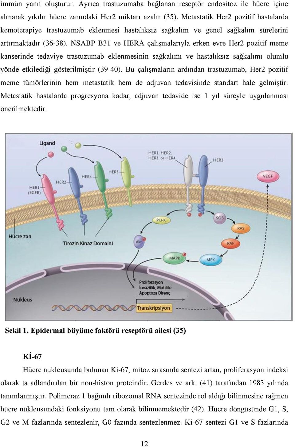 NSABP B31 ve HERA çalışmalarıyla erken evre Her2 pozitif meme kanserinde tedaviye trastuzumab eklenmesinin sağkalımı ve hastalıksız sağkalımı olumlu yönde etkilediği gösterilmiştir (39-40).