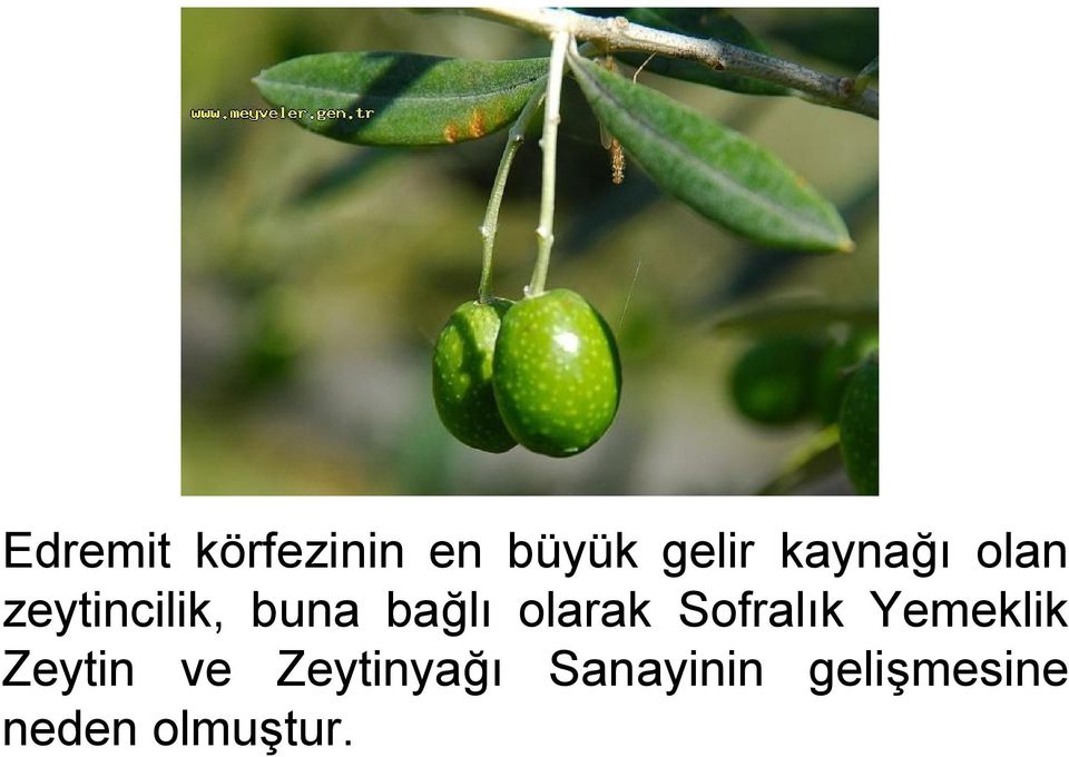 olarak Sofralık Yemeklik Zeytin ve