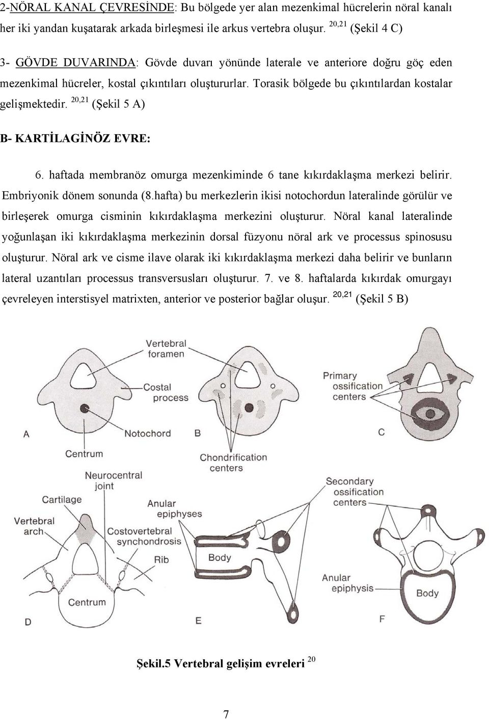 Torasik bölgede bu çıkıntılardan kostalar gelişmektedir. 20,21 (Şekil 5 A) B- KARTİLAGİNÖZ EVRE: 6. haftada membranöz omurga mezenkiminde 6 tane kıkırdaklaşma merkezi belirir.