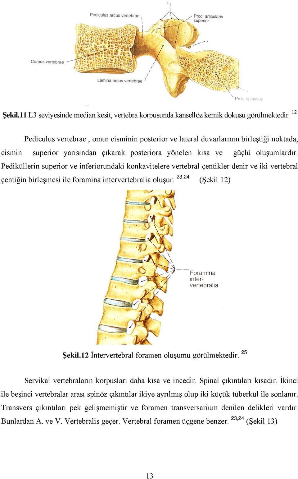 Pediküllerin superior ve inferiorundaki konkavitelere vertebral çentikler denir ve iki vertebral çentiğin birleşmesi ile foramina intervertebralia oluşur. 23,24 (Şekil 12) Şekil.