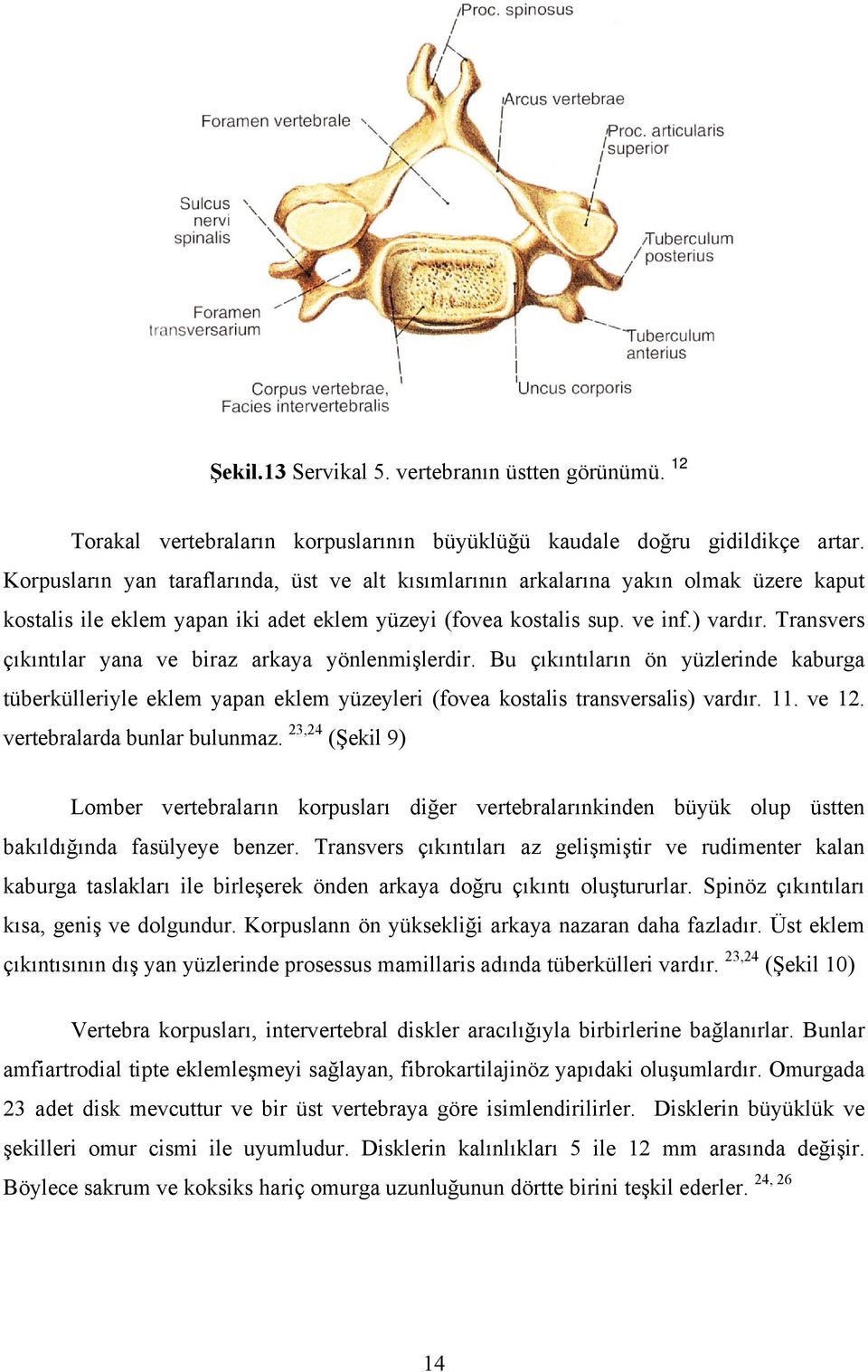 Transvers çıkıntılar yana ve biraz arkaya yönlenmişlerdir. Bu çıkıntıların ön yüzlerinde kaburga tüberkülleriyle eklem yapan eklem yüzeyleri (fovea kostalis transversalis) vardır. 11. ve 12.