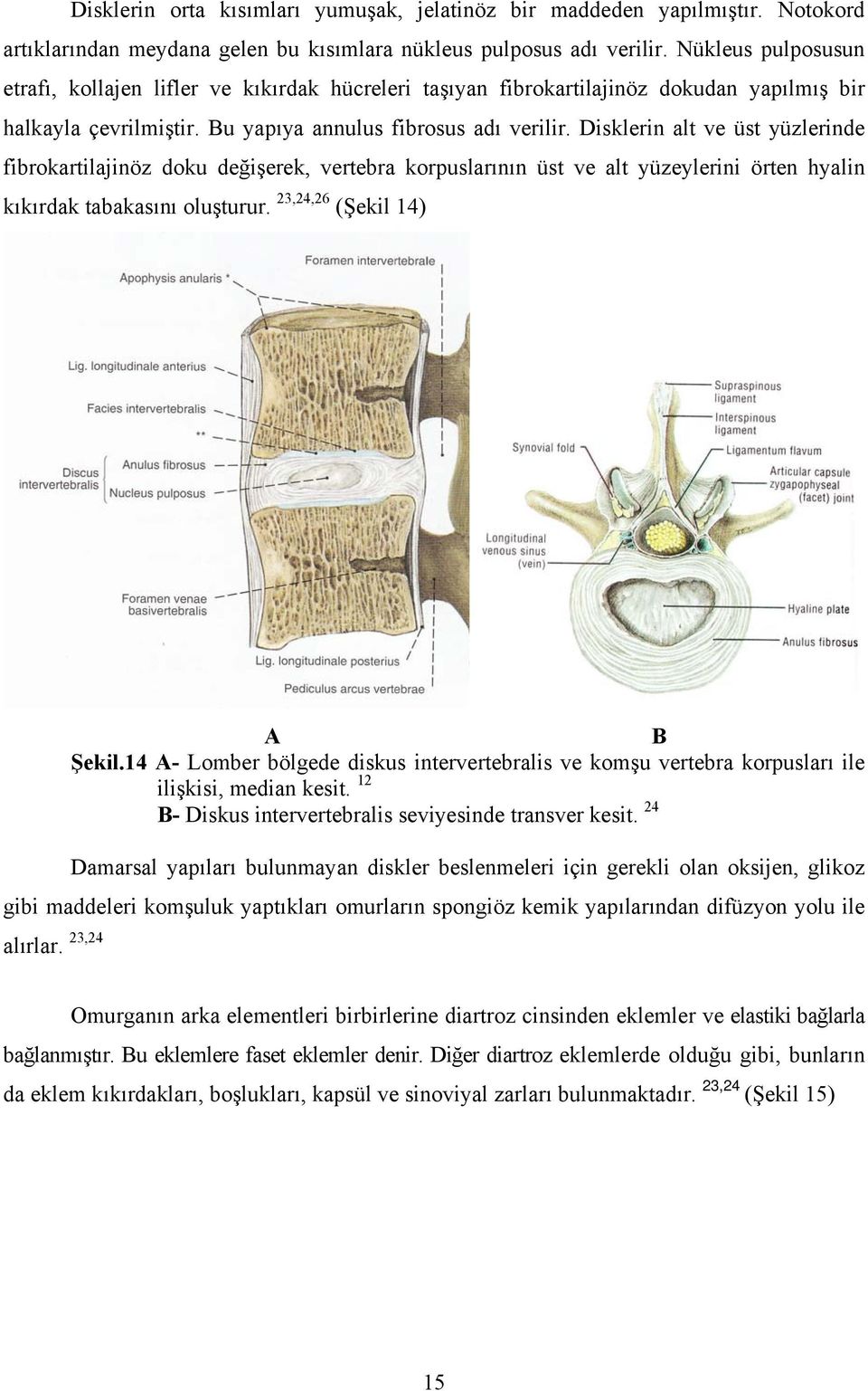 Disklerin alt ve üst yüzlerinde fibrokartilajinöz doku değişerek, vertebra korpuslarının üst ve alt yüzeylerini örten hyalin kıkırdak tabakasını oluşturur. 23,24,26 (Şekil 14) A B Şekil.