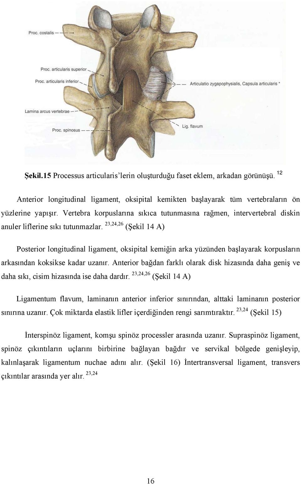 23,24,26 (Şekil 14 A) Posterior longitudinal ligament, oksipital kemiğin arka yüzünden başlayarak korpusların arkasından koksikse kadar uzanır.