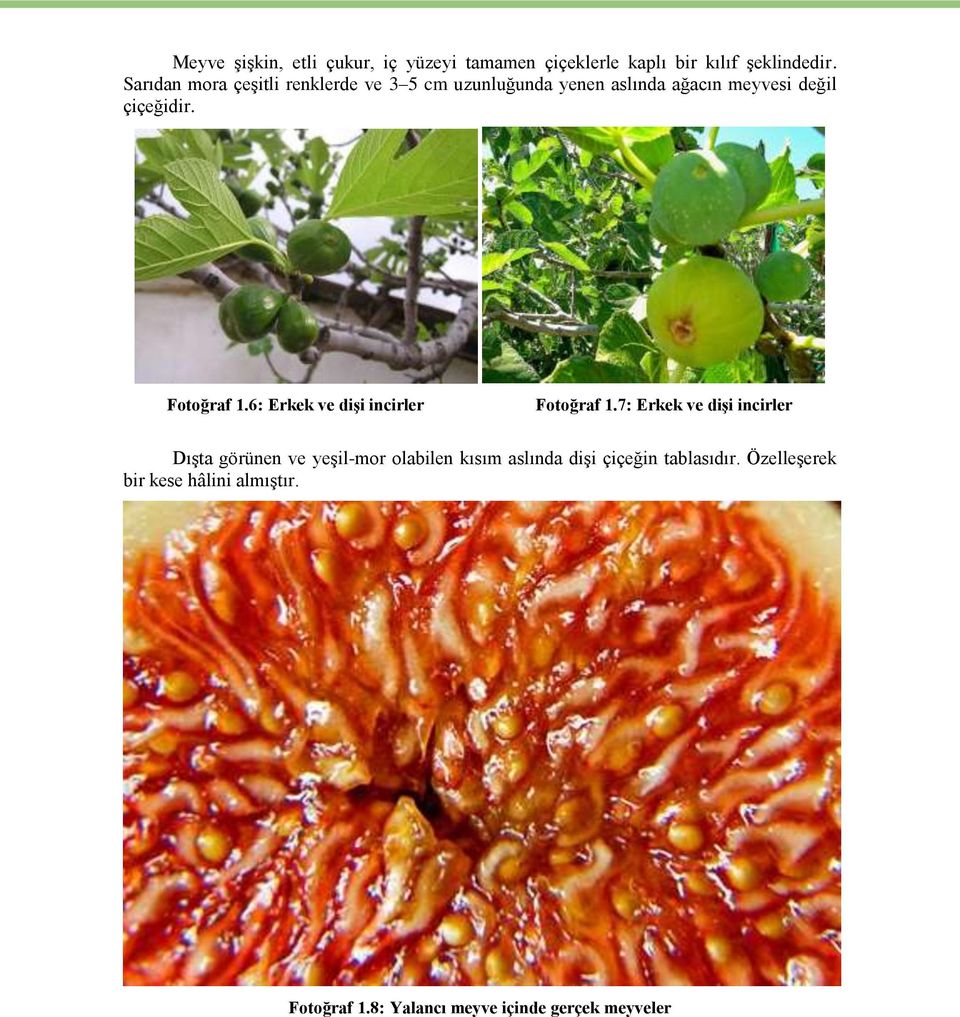 Fotoğraf 1.6: Erkek ve dişi incirler Fotoğraf 1.