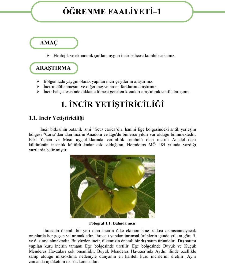 İNCİR YETİŞTİRİCİLİĞİ İncir bitkisinin botanik ismi "ficus carica"dır.