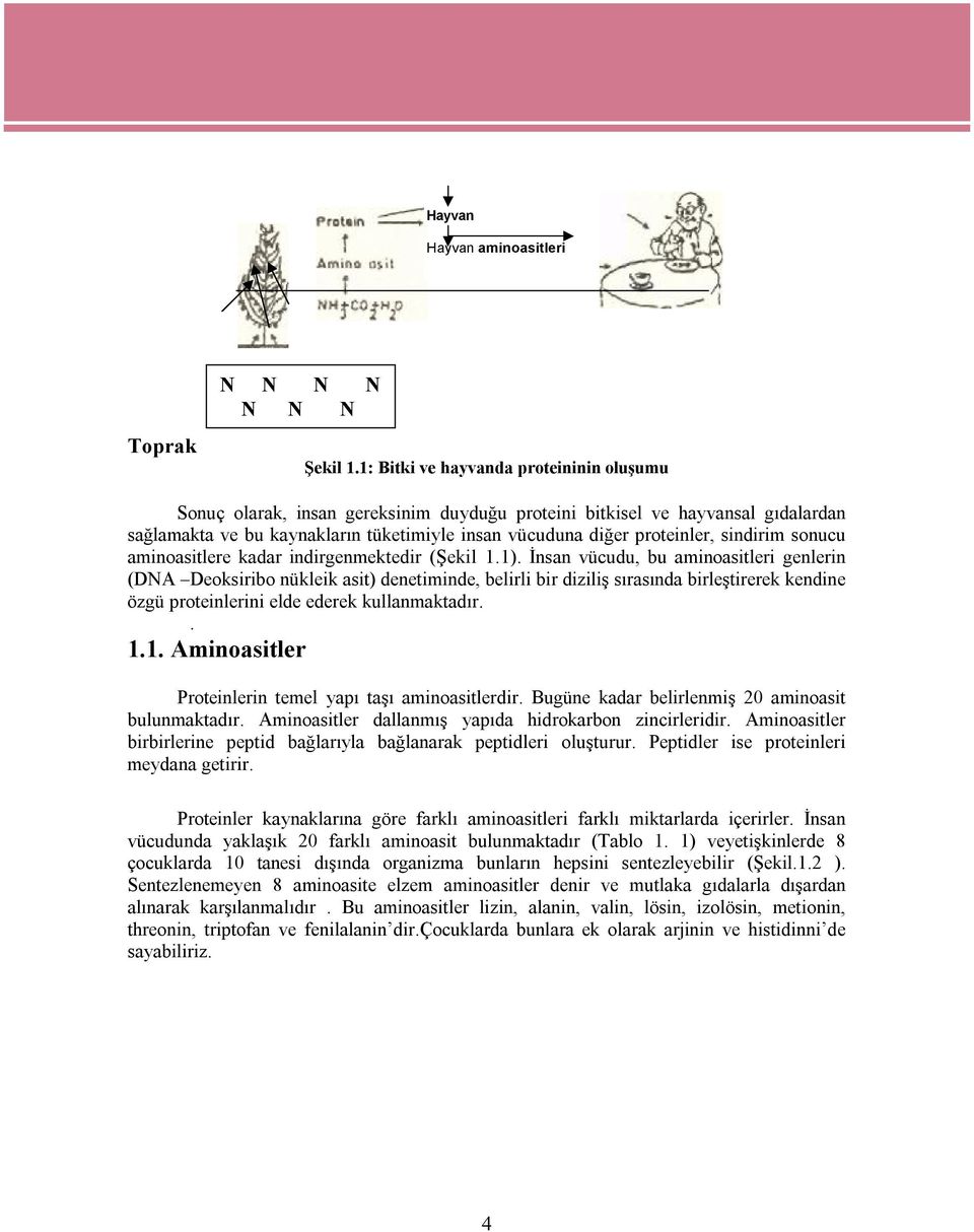 sindirim sonucu aminoasitlere kadar indirgenmektedir (Şekil 1.1).