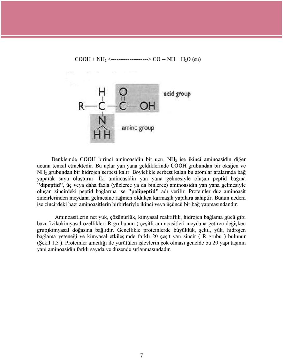 İki aminoasidin yan yana gelmesiyle oluşan peptid bağına "dipeptid", üç veya daha fazla (yüzlerce ya da binlerce) aminoasidin yan yana gelmesiyle oluşan zincirdeki peptid bağlarına ise "polipeptid"