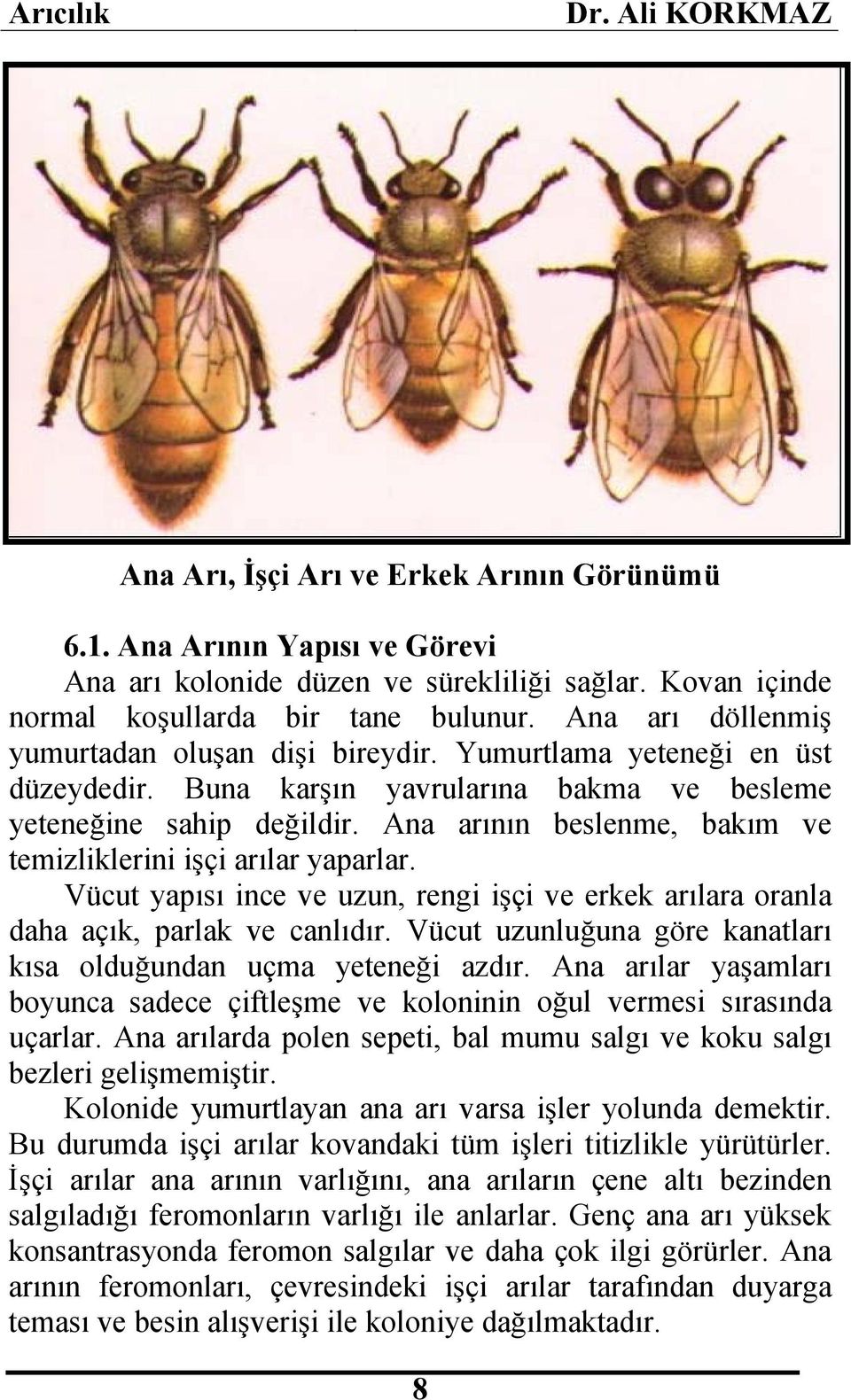 Ana arının beslenme, bakım ve temizliklerini işçi arılar yaparlar. Vücut yapısı ince ve uzun, rengi işçi ve erkek arılara oranla daha açık, parlak ve canlıdır.