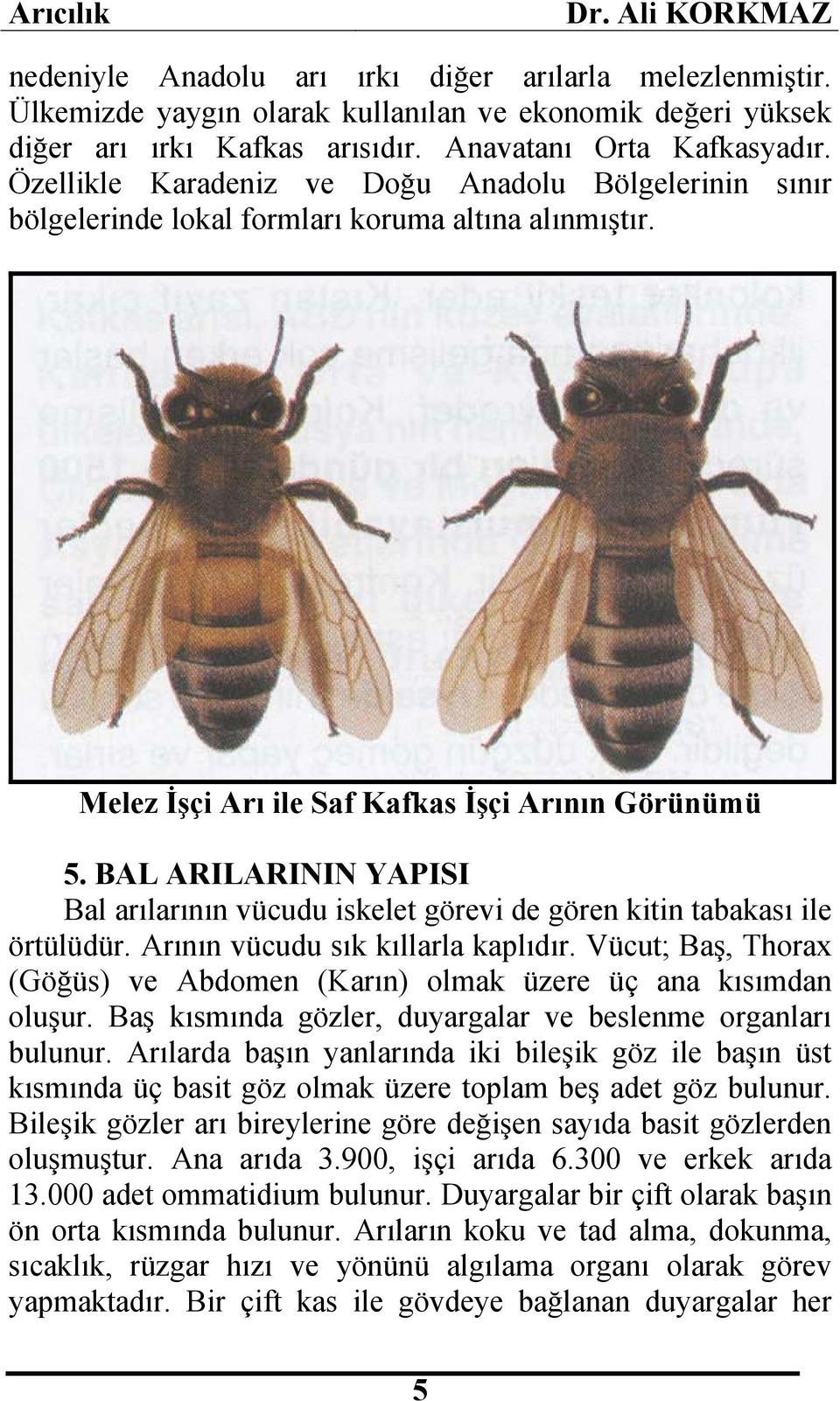 BAL ARILARININ YAPISI Bal arılarının vücudu iskelet görevi de gören kitin tabakası ile örtülüdür. Arının vücudu sık kıllarla kaplıdır.