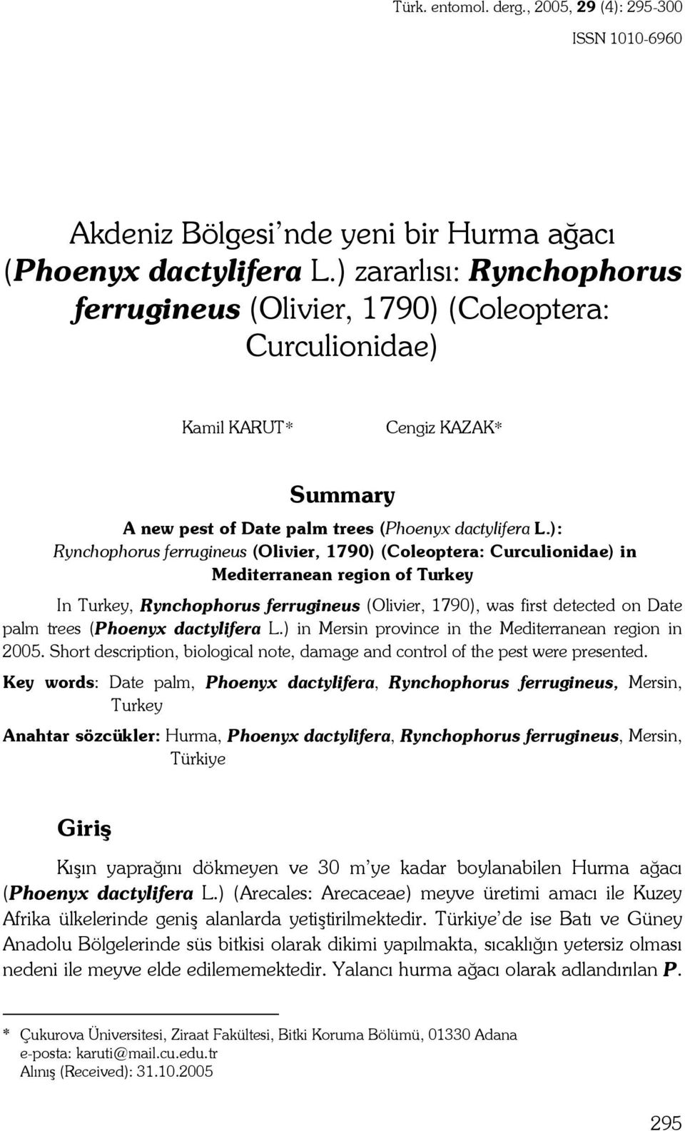 ): Rynchophorus ferrugineus (Olivier, 1790) (Coleoptera: Curculionidae) in Mediterranean region of Turkey In Turkey, Rynchophorus ferrugineus (Olivier, 1790), was first detected on Date palm trees