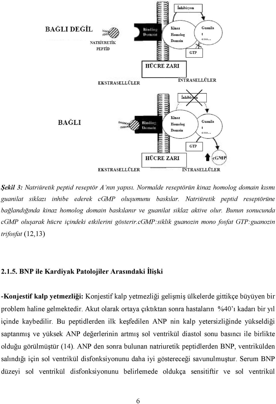 cgmp:siklik guanozin mono fosfat GTP:guanozin trifosfat (12,13) 2.1.5.