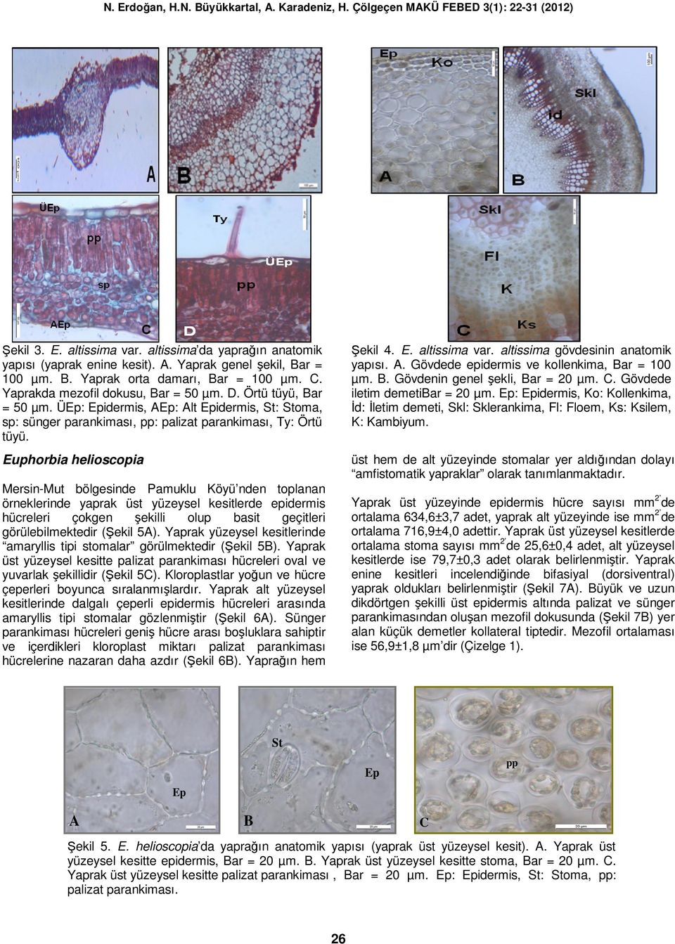 E. altissima var. altissima gövdesinin anatomik yapısı.. Gövdede epidermis ve kollenkima, ar = 100 µm.. Gövdenin genel şekli, ar = 20 µm.. Gövdede iletim demetiar = 20 µm.