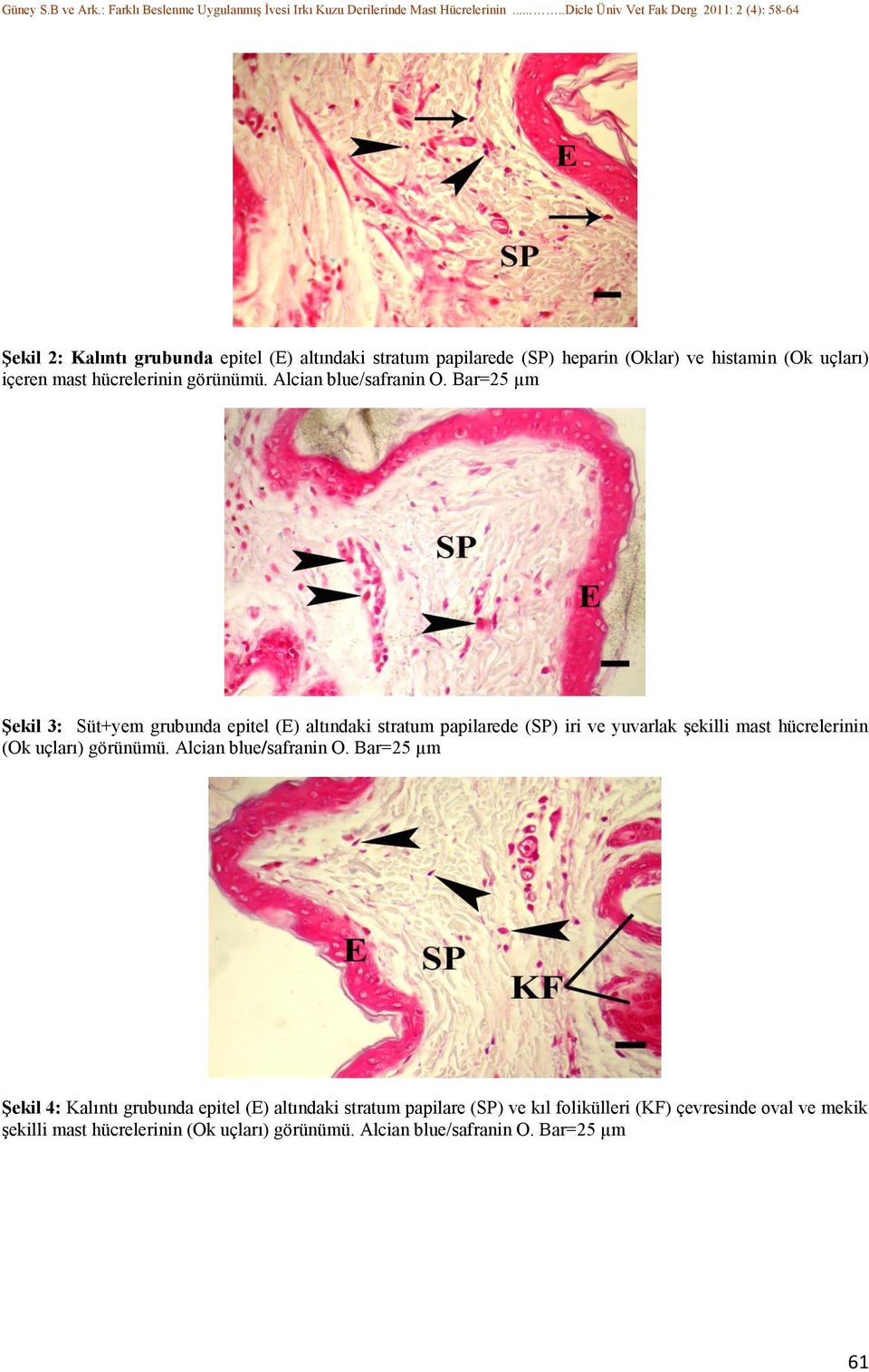 Bar=25 µm Şekil 3: Süt+yem grubunda epitel (E) altındaki stratum papilarede (SP) iri ve yuvarlak şekilli mast hücrelerinin (Ok uçları) 