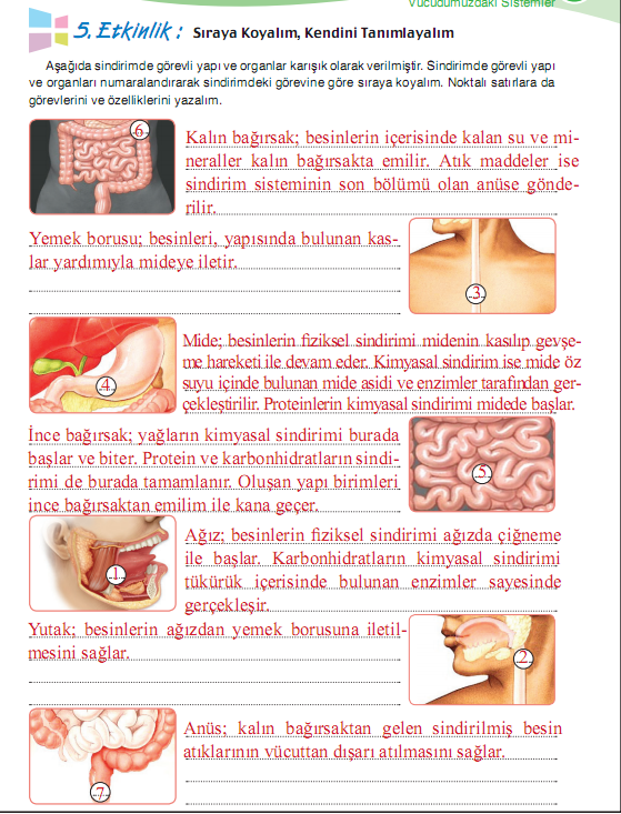 Bu etkinlikte amaç öğrencilerin sindirimde görevi yapı ve organların adını, sırasını ve görevlerini