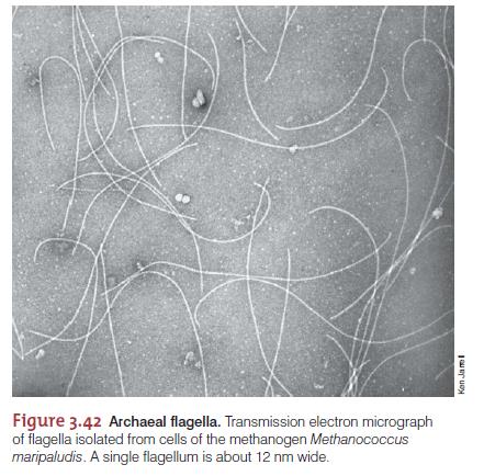 Biology of