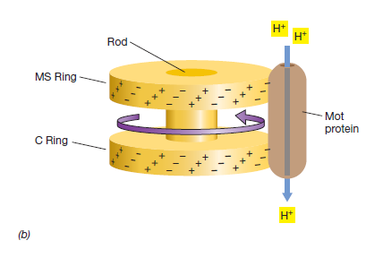 Biology of