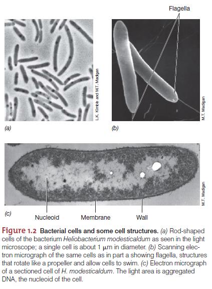 1.Prokaryotların Yapısal Özellikleri Bakterilerin dış yüzeyleri bulundukları çevreyle