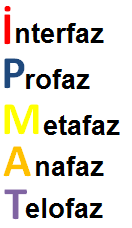 Mitoz Bölünme ve Aşamaları Bütün canlılarda gerçekleşir. Bir hücreden iki yeni hücre oluşur. Eski ve yeni hücrelerde kromozomların sayısı ve bilgisi değişmez.