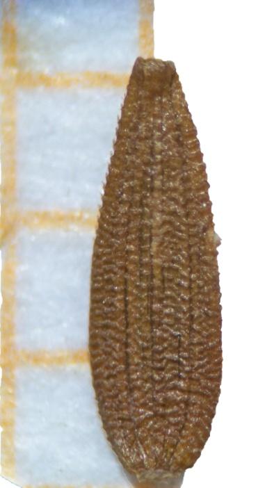 Şekil 4.5. S. tenerrimus gövde yaprağı (herbaryum) Şekil 4.6. S. tenerrimus beyaz tomentoz ve salgı tüyleri Şekil 4.