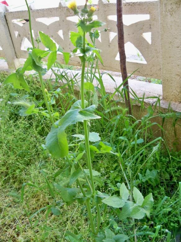 4.2.3. Sonchus oleraceus L. Türüne Ait Sonuçlar (Şekil 4.8. Şekil 4.13.) Gövde 50-70 cm boyunda ve dallanmıştır. Gövde rengi genel olarak yeşildir.