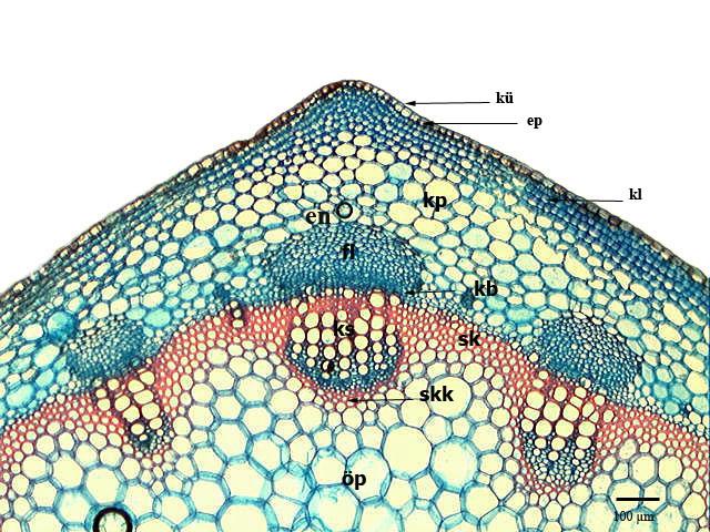 damarlar arasında da küçük iletim demetleri bulunmaktadır. Parankima hücrelerinden kanatlara doğru mezofil doku başlamaktadır. Mezofil doku homojendir bir yapı göstermektedir.