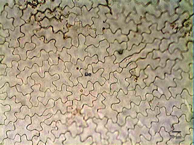 Şekil 4.38. S. tenerrimus yaprak yüzeysel kesiti (pkr: prizmatik kristal) Şekil 4.39. S. tenerrimus yaprak alt yüzey kesiti Şekil 4.