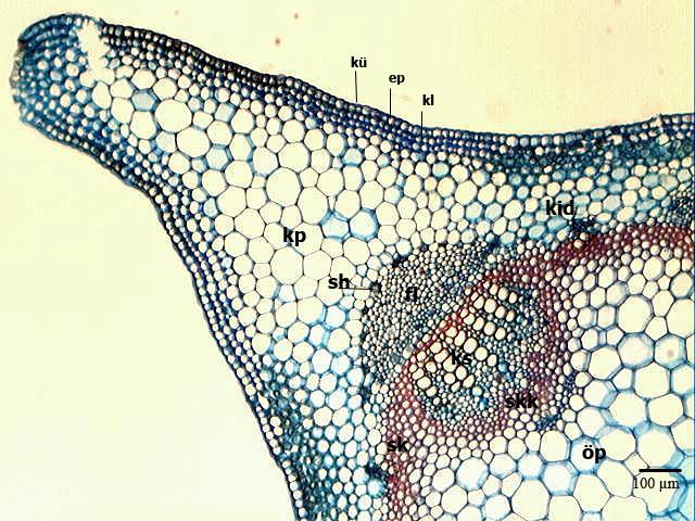 Epidermis hücrelerinin büyüklükleri alt ve üst yüzeylerde fazla değişmemekle birlikte üst epidermis hücreleri biraz daha büyüktür. Yaprak anatomisi sayısal değerleri aşağıda verilmiştir (Tablo 4.2.).