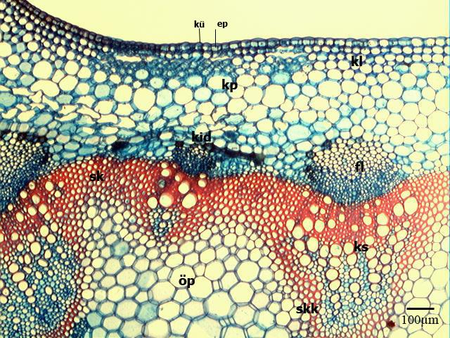göstermektedir. Palizad ve sünger parankiması birbirinden ayırt edilememektedir. Alt epidernis hücrelerinde stomalar bulunmaktadır.