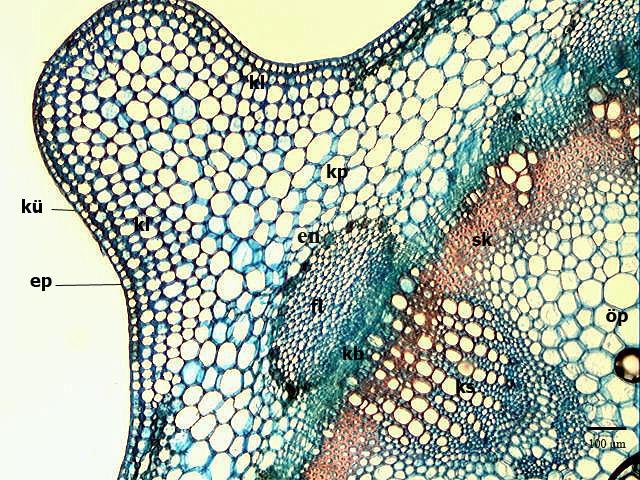 (Şekil 4.71.). Parankima hücrelerinden kanatlara doğru mezofil doku başlamaktadır. Mezofil doku homojen bir yapıdadır. Palizad ve sünger parankiması birbirinden ayırt edilememektedir.