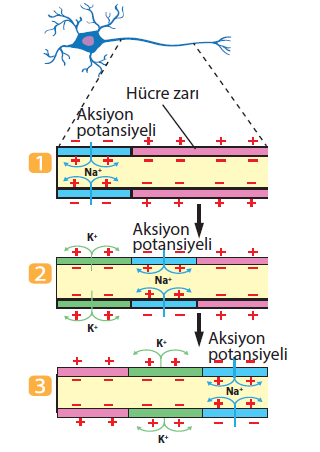 Dinlenme hâlindeki bir nöronun içindeki ve dışındaki iyon derişimi farklılığı -70mV luk bir potansiyel farkı oluşturur.