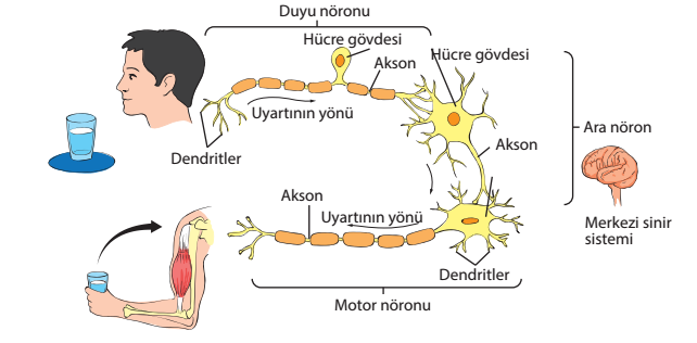 GÖREVLERĠNE GÖRE NÖRON ÇEġĠTLERĠ DUYU NÖRONU(=Getirici nöron=afferent nöron) *İç ve dış çevreden aldığı uyarıları merkezi sinir sistemine(beyin ve omuriliğe) iletir.