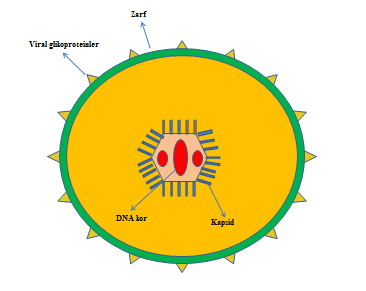 4 bulunur. Zarf virusa ait glikoproteinler de içermektedir. Olgun virionun çapı 150-200 nm dir (15). ġekil 2.1. Herpes grubu virusların Ģematik yapısı (16).