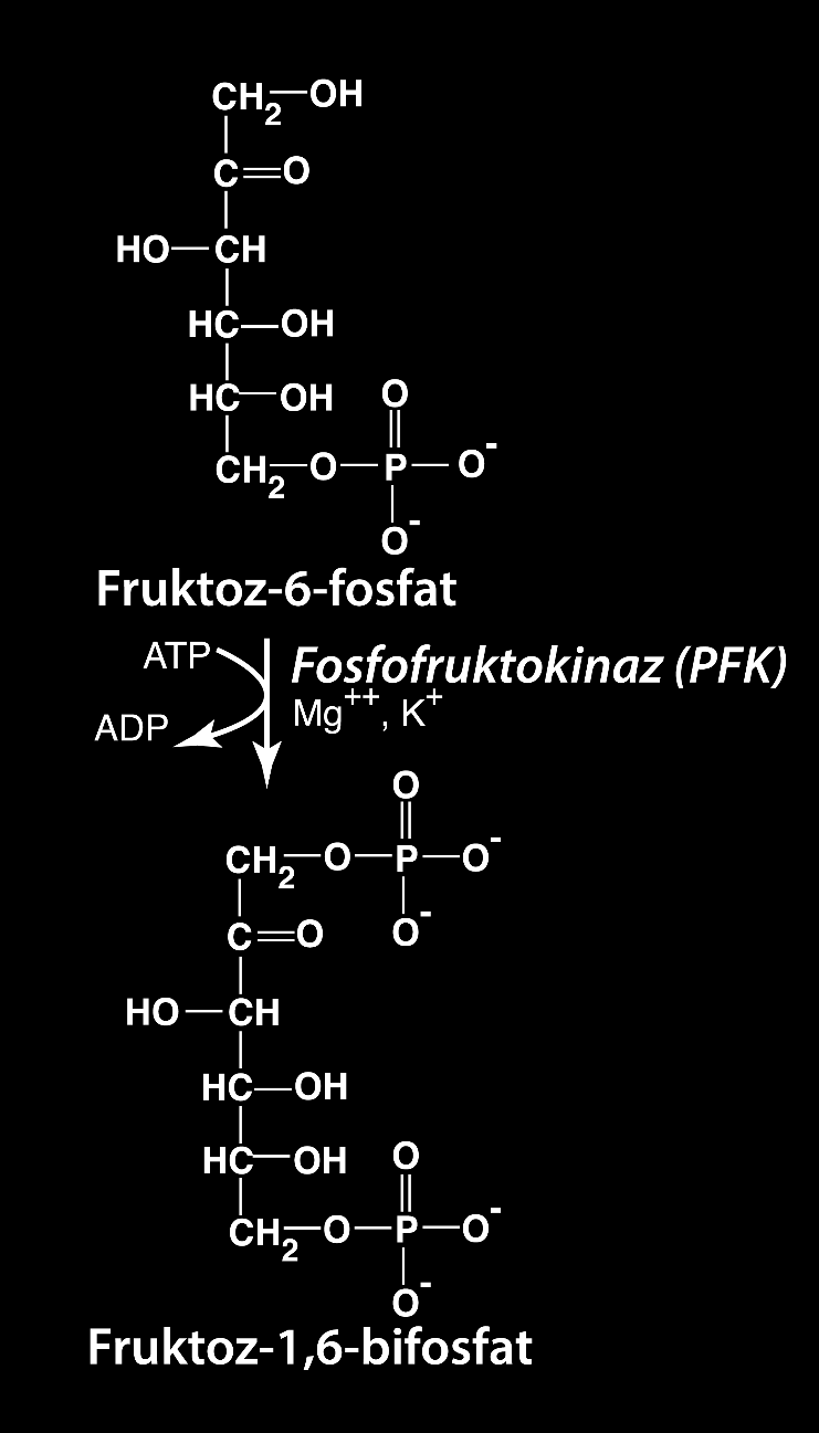 Anaerobik Glikoliz; İlk Reaksiyonlar F-6-P, Fruktoz-1,6-bifosfata (F-1,6-P) çevrilir. Bu reaksiyonu fosfofruktokinaz (PFK) katalizler ve kofaktör olarak Mg ++ ile K + kullanılır.