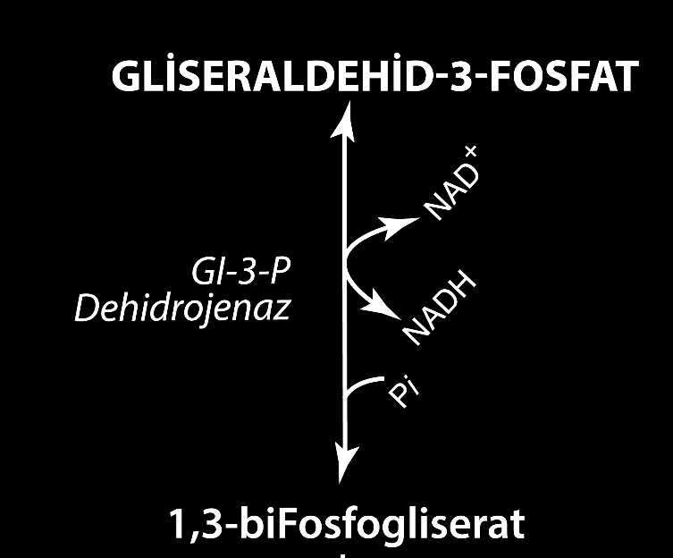 Anaerobik Glikoliz; Ara Reaksiyonlar Böylece üretilen NADH; o Sitozolde pirüvat laktat o DHAP Gliserol-3-fosfat o Oksalasetat Malat reaksiyonlarında kullanılabilir.